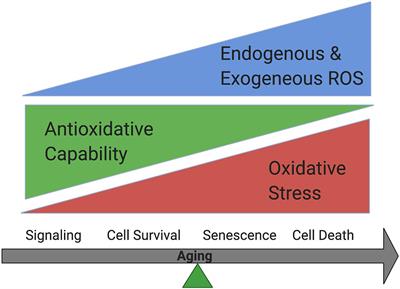 Not All Stressors Are Equal: Mechanism of Stressors on RPE Cell Degeneration